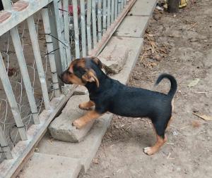 0599-Levi-6