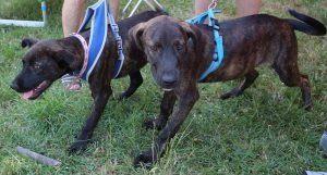 0610-Alfi-11