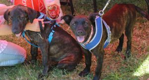 0610-Alfi-14