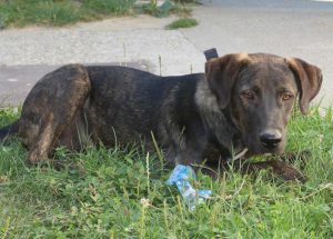0610-Alfi-16