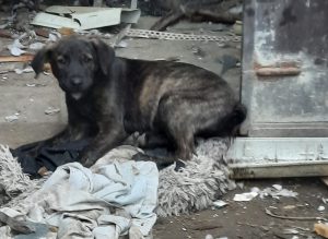 0610-Alfi-2