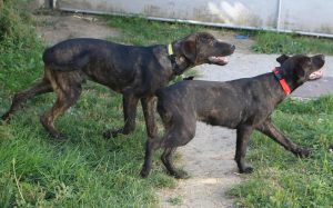 0610-Alfi-Alma-A