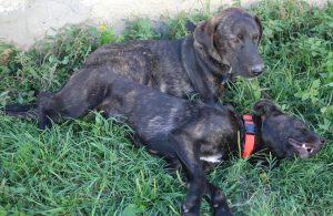 0610-Alfi-Alma-E