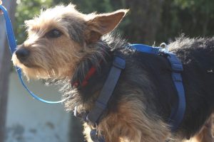 0613-Roxi-2