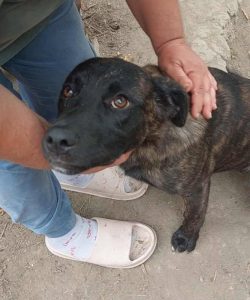 0616-Lola-1