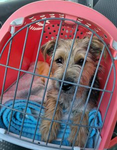 0626-Fueles-7