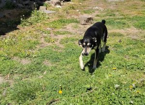 0626-Szamoca-14