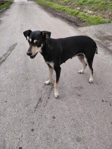 0626-Szamoca-17