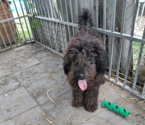 0630-Milo-5