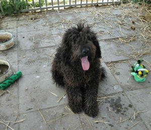 0630-Milo-6