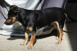 0631-Samu-9