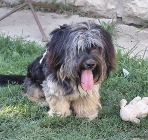 0634-Dolfi-2