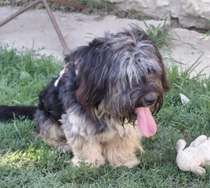 0634-Dolfi-3