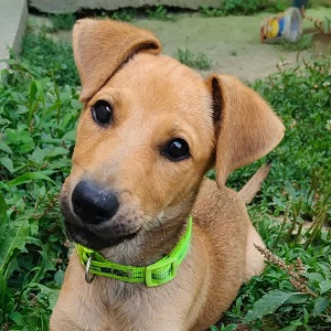0635-Kira-2A