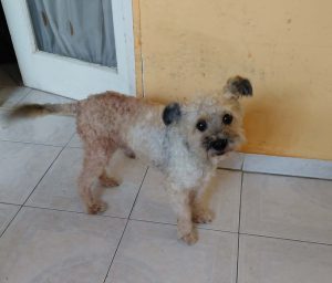 0636-Maci-2