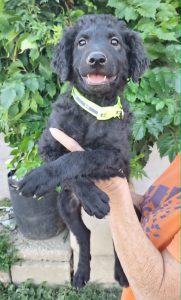 0638-Milo-1