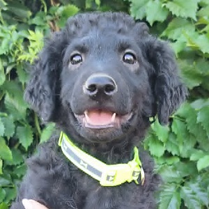 0638-Milo-1A