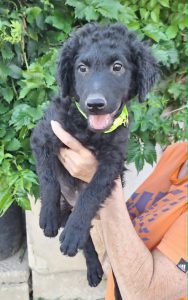 0638-Milo-4