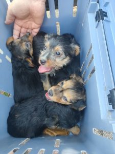 0639-Letti-Lotti-1