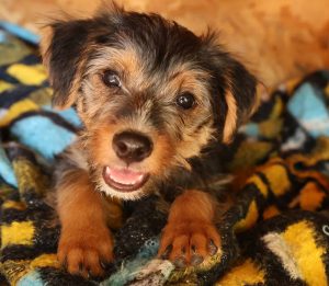 0639-Lotti-1