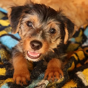 0639-Lotti-1A
