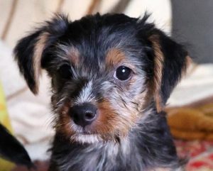 0639-Lotti-3