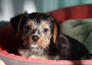0639-Lotti-4