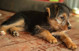 0639-Lotti-5