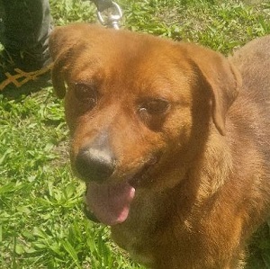 K083-Rupert-1A