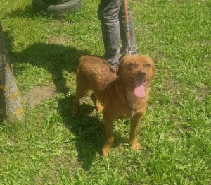 K083-Rupert-5